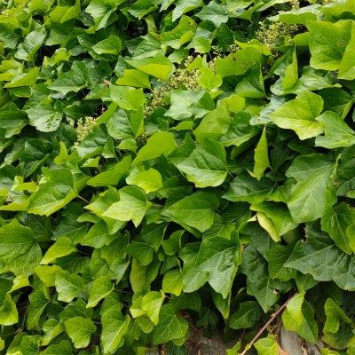 Lierre d'Alger - Leaderplant