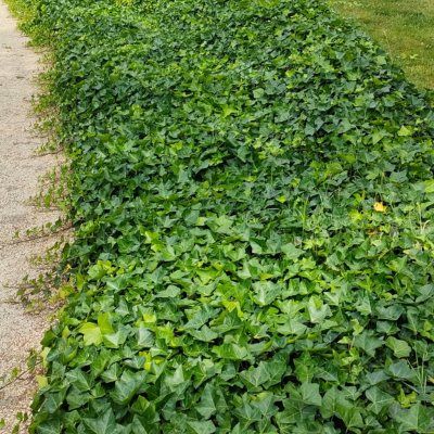 Lierre d'Irlande - Leaderplant