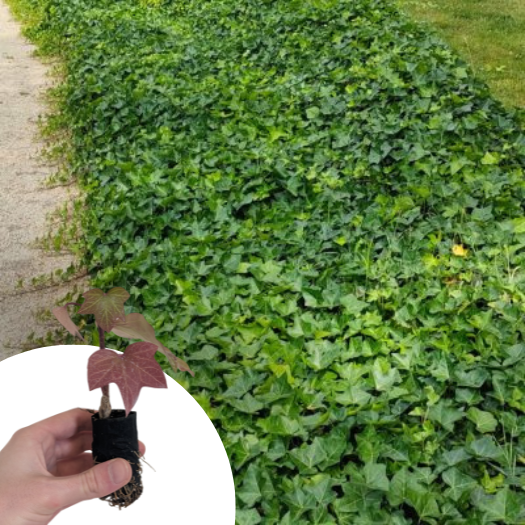 Lierre d'Irlande en mini-motte - Leaderplant
