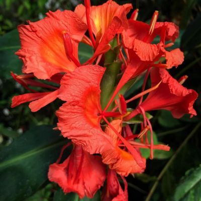 Gingembre rouge - Leaderplant