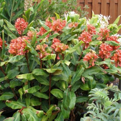 Gingembre rouge - Leaderplant