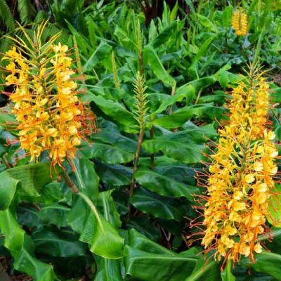 Gingembre sauvage Jaune - Leaderplant