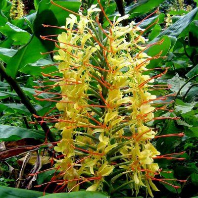 Gingembre sauvage Jaune - Leaderplant