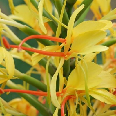 Gingembre sauvage Jaune - Leaderplant