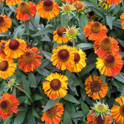 Hélénie Short and Sassy - Leaderplant