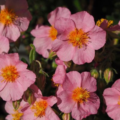 Hélianthème Lawrenson's Pink - Leaderplant