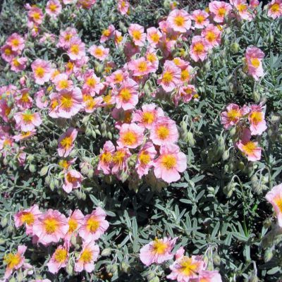 Hélianthème Lawrenson's Pink - Leaderplant