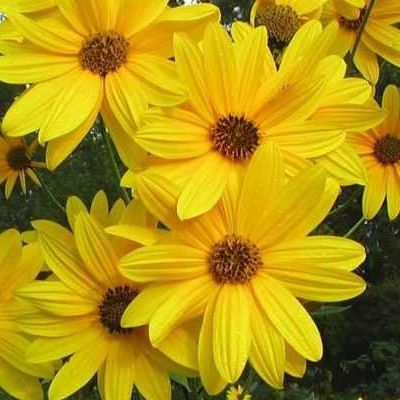 Topinambour Papas - Leaderplant