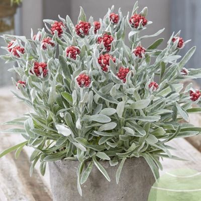 Immortelle de Corse Ruby Cluster ® - Leaderplant