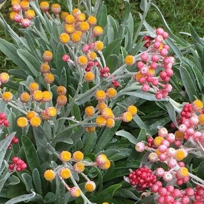 Immortelle de Corse Ruby Cluster ® - Leaderplant