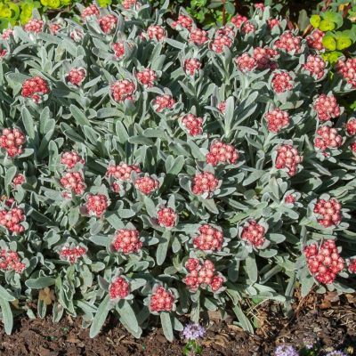 Immortelle de Corse Ruby Cluster ® - Leaderplant