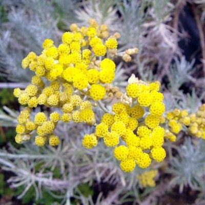 Immortelle de Corse 'Tall Curry' - Leaderplant