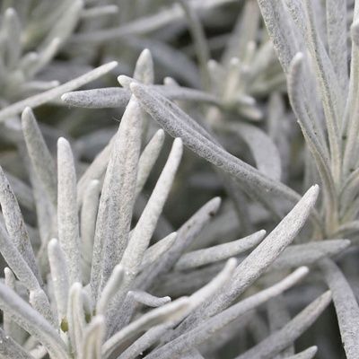 Immortelle de Corse 'Tall Curry' - Leaderplant