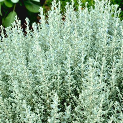 Immortelle de Corse Aladin  - Leaderplant