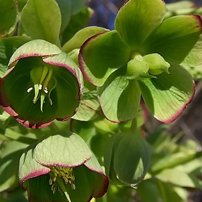 Hellébore fétide - Leaderplant