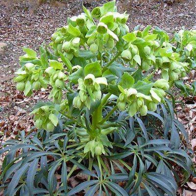 Hellébore fétide - Leaderplant
