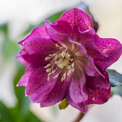 Hellébore Double Ellen Red  - Leaderplant