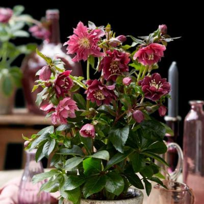 Hellébore Double Ellen Red  - Leaderplant