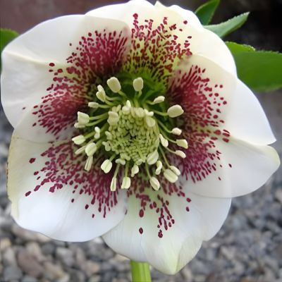 Hellébore Pretty Ellen white Spotted - Leaderplant