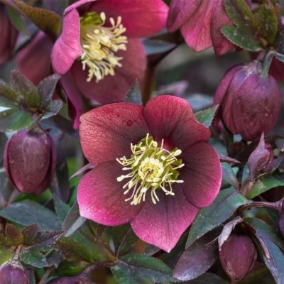 Hellébore orientale Red Hybrids - Leaderplant