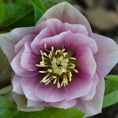 Hellébore orientale Wilgenbroek Double Pink  - Leaderplant