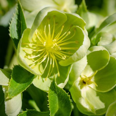 Hellébore de Corse - Leaderplant