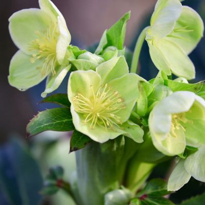 Hellébore de Corse - Leaderplant