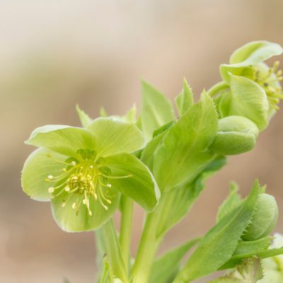 Hellébore de Corse - Leaderplant