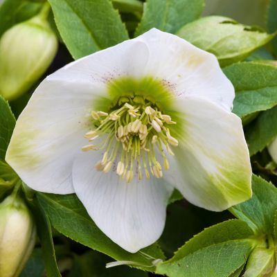 Rose de Noël - Hellébore - Leaderplant