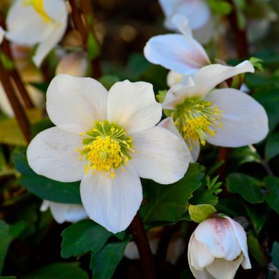 Rose de Noël - Hellébore - Leaderplant