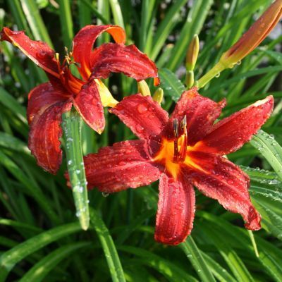 Kit Trio Hémérocalles -3 variétés - Leaderplant