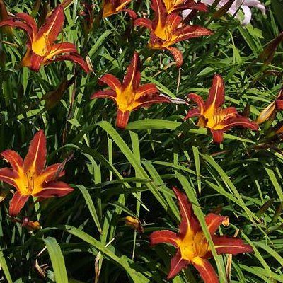 Hémérocalle Autumn Red - Leaderplant