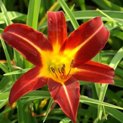 Hémérocalle Autumn Red - Leaderplant