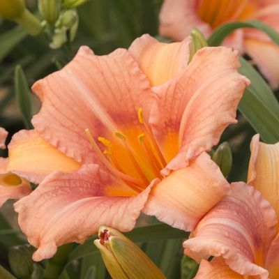 Hémérocalle 'Ping Wing' ® - Leaderplant