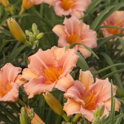 Hémérocalle 'Ping Wing' ® - Leaderplant