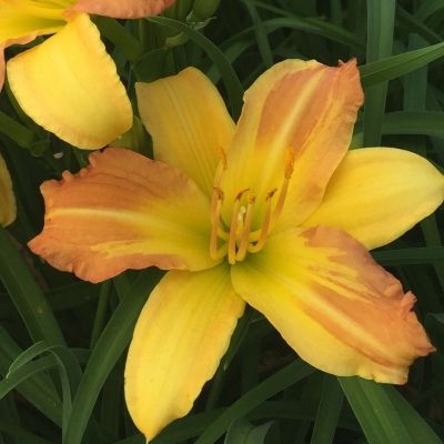 Hémérocalle 'Punch Yellow' ® - Leaderplant