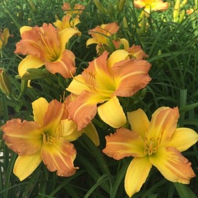 Hémérocalle 'Punch Yellow' ® - Leaderplant