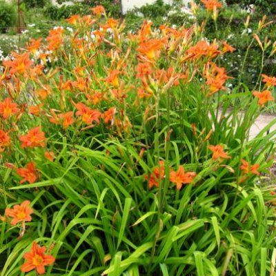 Hémérocalle Prince of Orange - Leaderplant