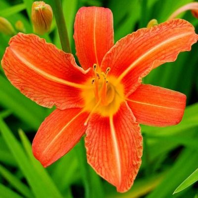 Hémérocalle Prince of Orange - Leaderplant