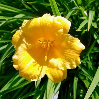 Hémérocalle 'Stella de Oro' - Leaderplant