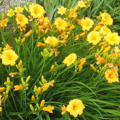 Hémérocalle 'Stella de Oro' - Leaderplant