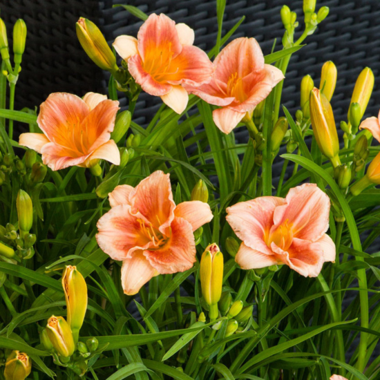 Hémérocalle EveryDayLily Cerise ® - Leaderplant