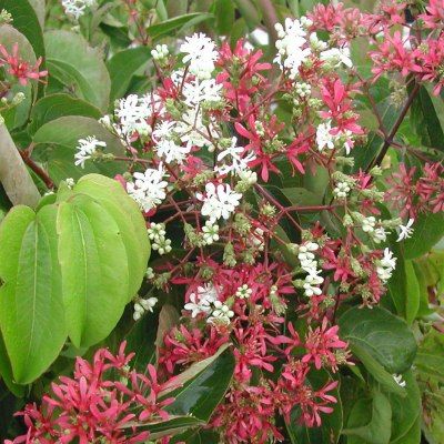 Heptacodium jasminoides - Leaderplant