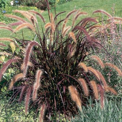 Graminée herbe aux écouvillons rouges - Leaderplant