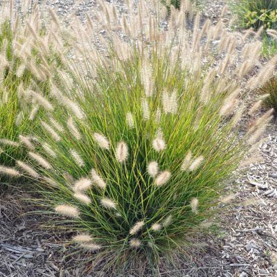 Graminée Herbe aux écouvillons - Leaderplant