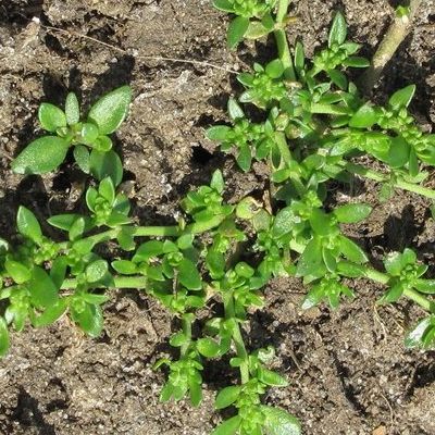 Turquette - Herniaria couvre-sol - Leaderplant