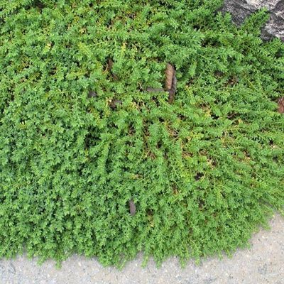 Turquette - Herniaria couvre-sol - Leaderplant