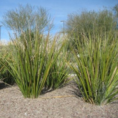 Hesperaloe Blanc - Leaderplant