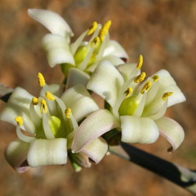 Hesperaloe Blanc - Leaderplant