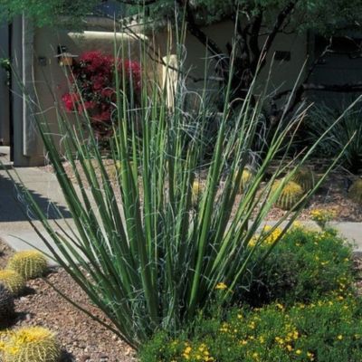 Hesperaloe Blanc - Leaderplant